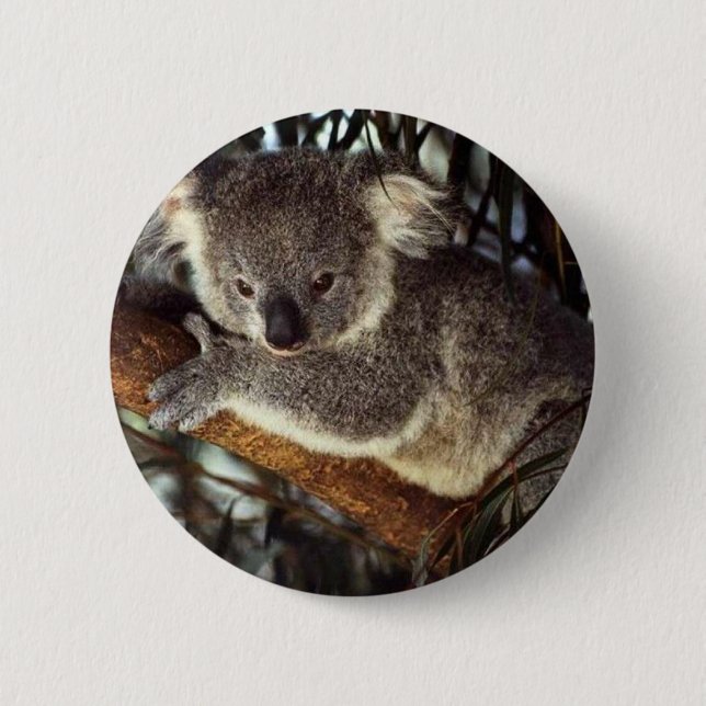 Koala Bear Button (Vorderseite)