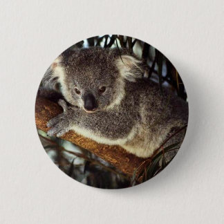 Koala Bear Button