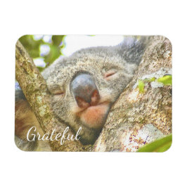 Koala Bear Dankbarkeit Magnet