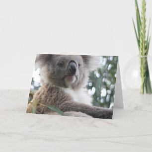 Koala Bear Facts Grußkarten Karte