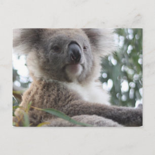 Koala Bear Fakten Postkarte
