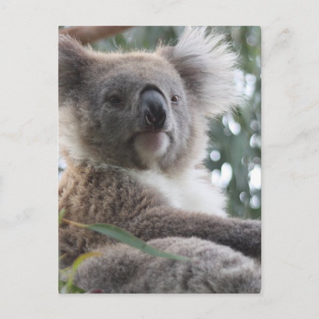 Koala Bear Fakten Postkarte (Vorderseite)