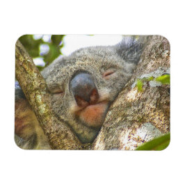 Koala Bear Foto Magnet