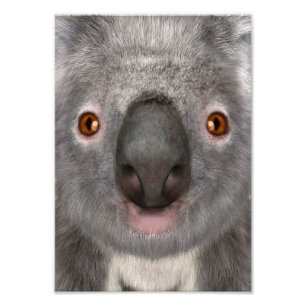Koala Bear Fotodruck