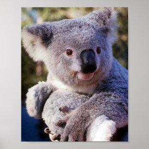 Koala Bear Holding a Koala Bear Poster