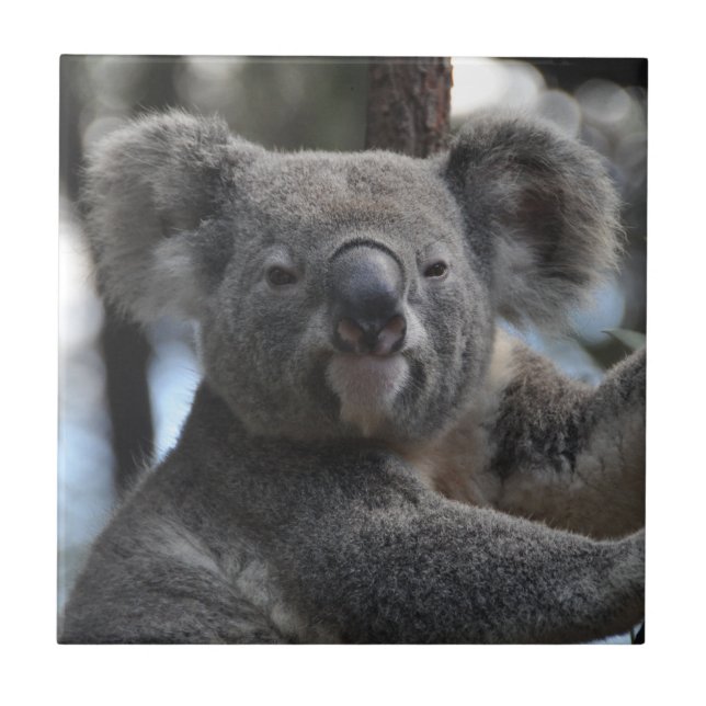 Koala Bear in Tree Fliese (Vorderseite)