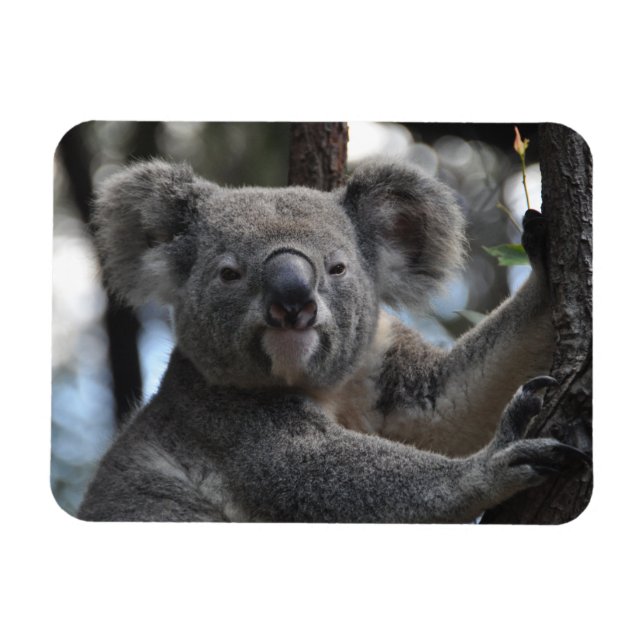 Koala Bear in Tree Magnet (Horizontal)