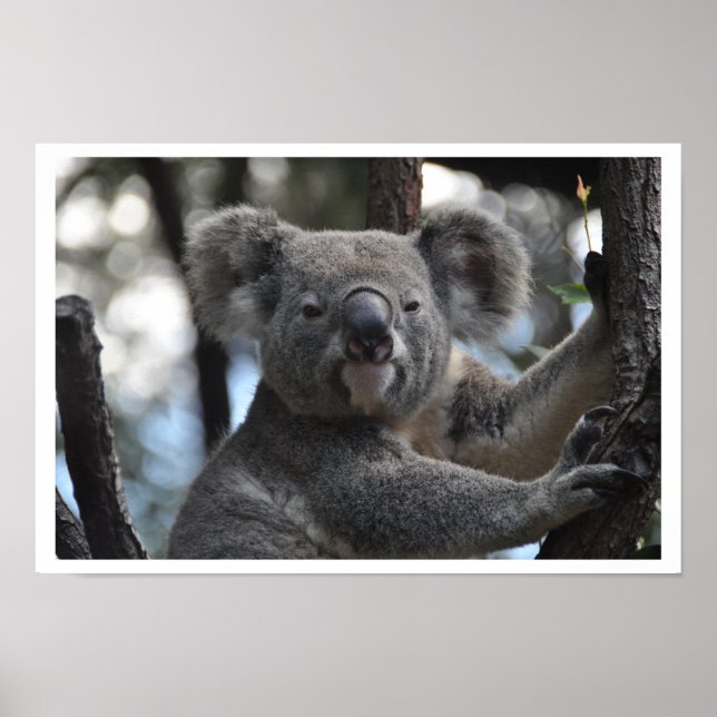 Koala Bear in Tree Poster (Vorne)