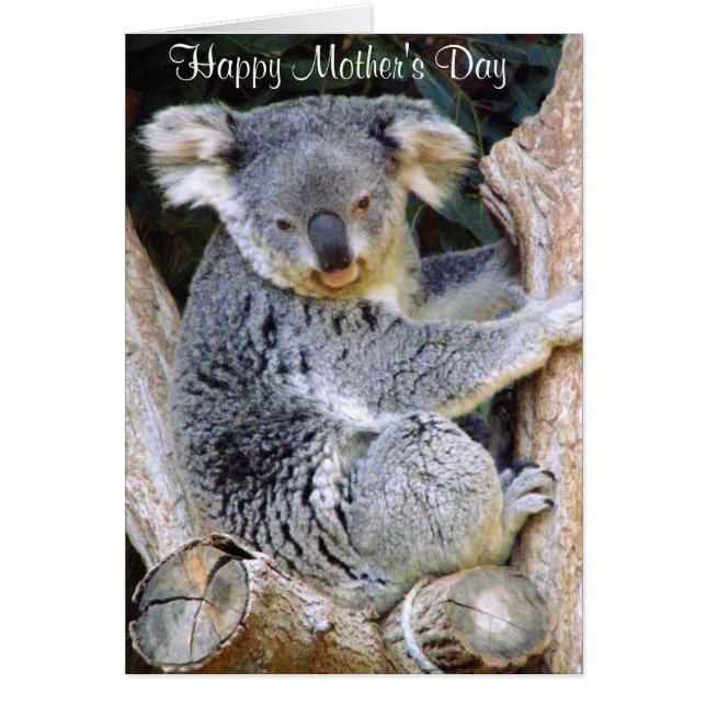 Koala Bear Liebe_ (Vorne)