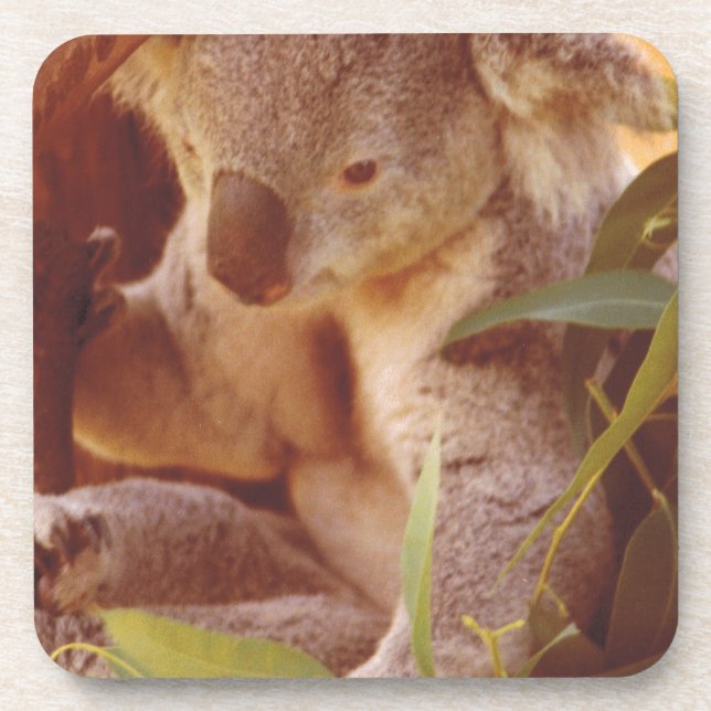 Koala Bear Liebe Getränkeuntersetzer (Vorderseite)