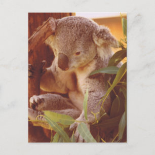 Koala Bear Liebe Postkarte