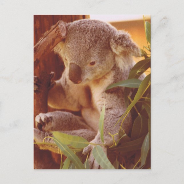 Koala Bear Liebe Postkarte (Vorderseite)