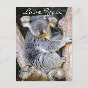 Koala Bear Liebe_ Postkarte