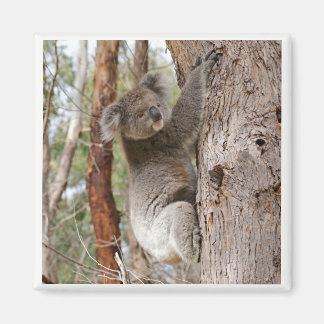 Koala Bear Magnet