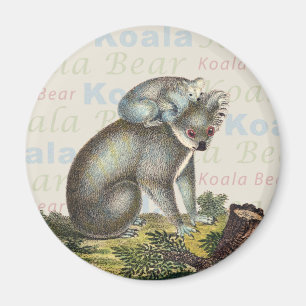 Koala Bear Magnet