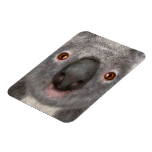 Koala Bear Magnet