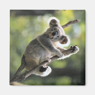 Koala Bear Magnet