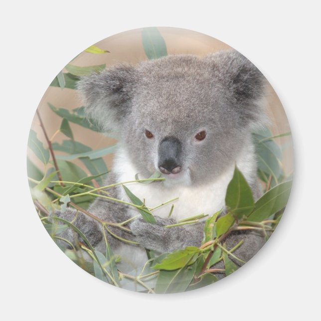 Koala Bear Magnet (Vorne)