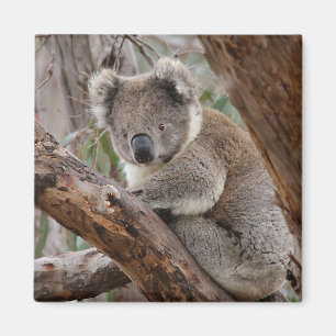 Koala Bear Magnet