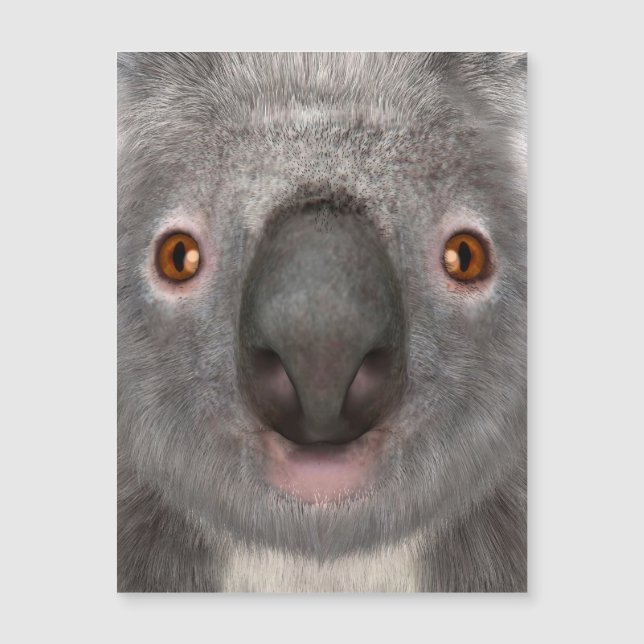 Koala Bear Magnetkarte (Vorderseite)