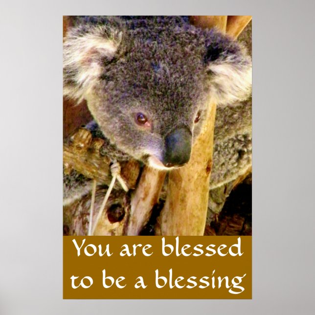 Koala Bear & Message_ Poster (Vorne)