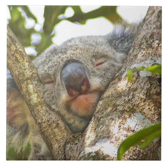 Koala Bear Napping Fliese (Vorderseite)