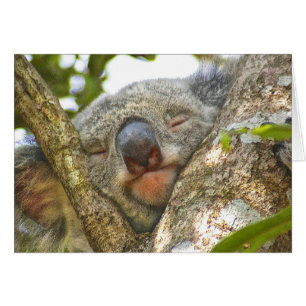 Koala Bear Notecard