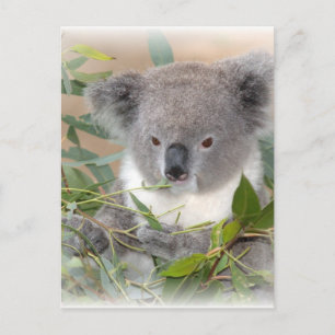 Koala Bear Postcard Postkarte