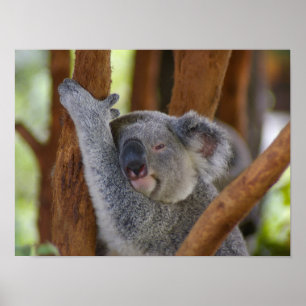 Koala Bear Poster