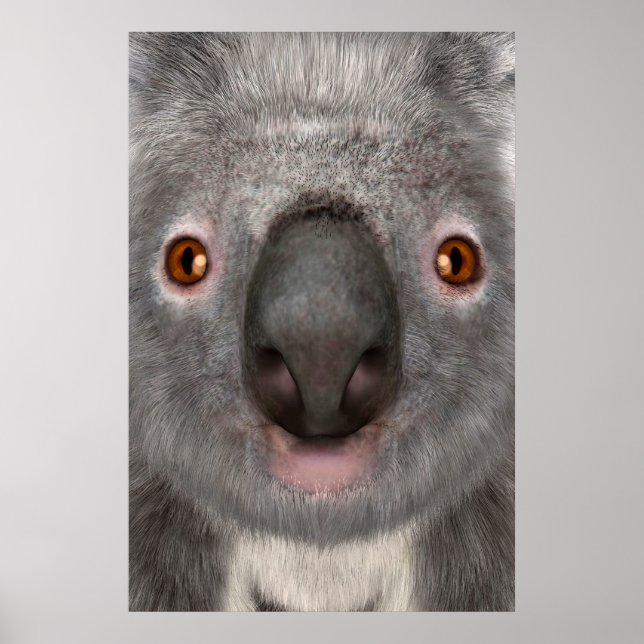 Koala Bear Poster (Vorne)