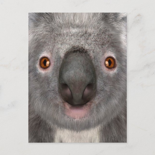Koala Bear Postkarte (Vorderseite)