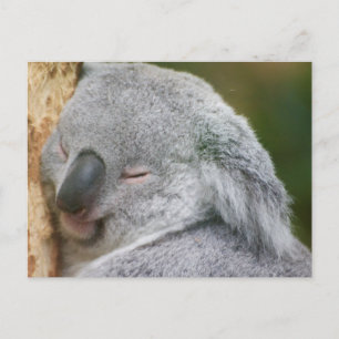 Koala Bear Postkarte