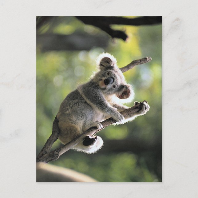 Koala Bear Postkarte (Vorderseite)