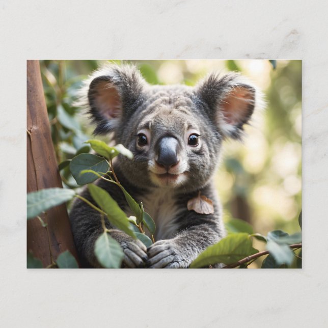 Koala Bear Postkarte (Vorderseite)