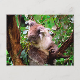 Koala Bear Postkarte