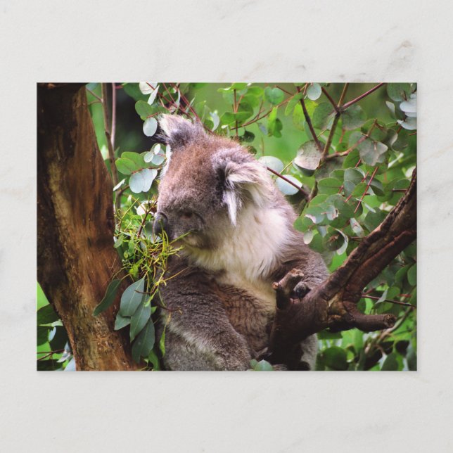 Koala Bear Postkarte (Vorderseite)