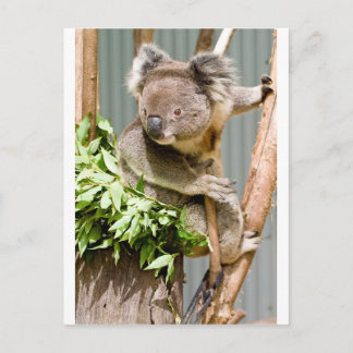 Koala Bear Postkarte