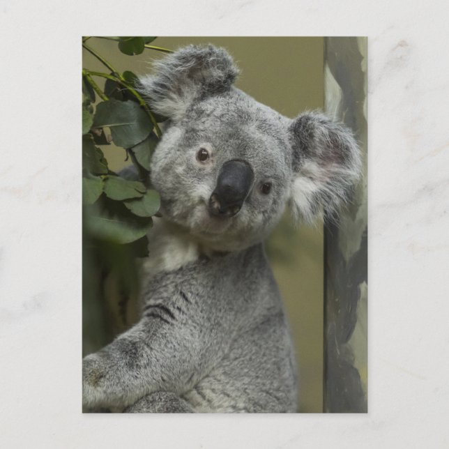 Koala Bear Postkarte (Vorderseite)