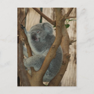Koala Bear Postkarte