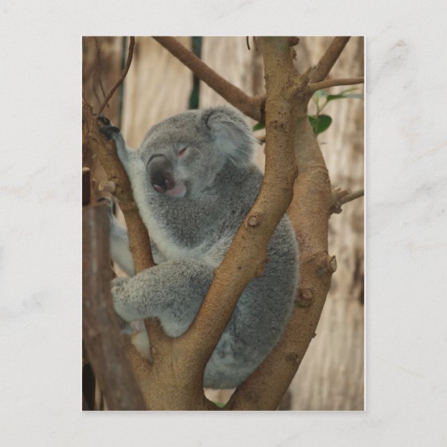 Koala Bear Postkarte (Vorderseite)