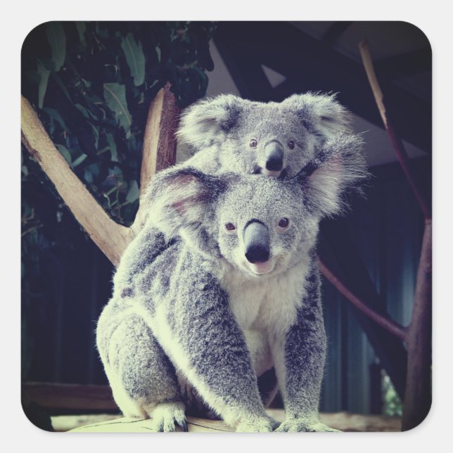 Koala Bear Quadratischer Aufkleber (Vorderseite)