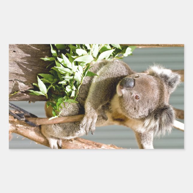 Koala Bear Rechteckiger Aufkleber (Vorderseite)