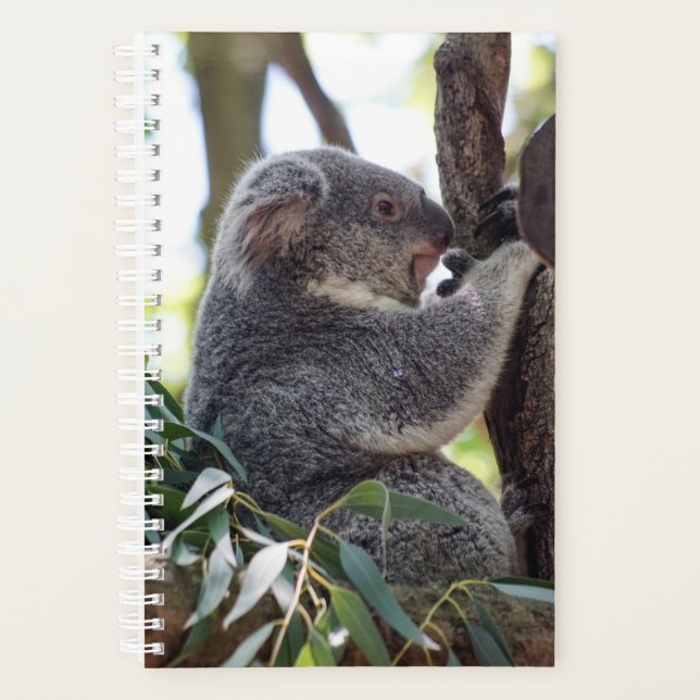 Koala Bear Weekly/Monatsplaner Planer (Vorderseite)