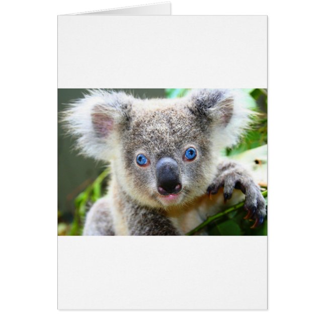 Koala Bears (Vorne)