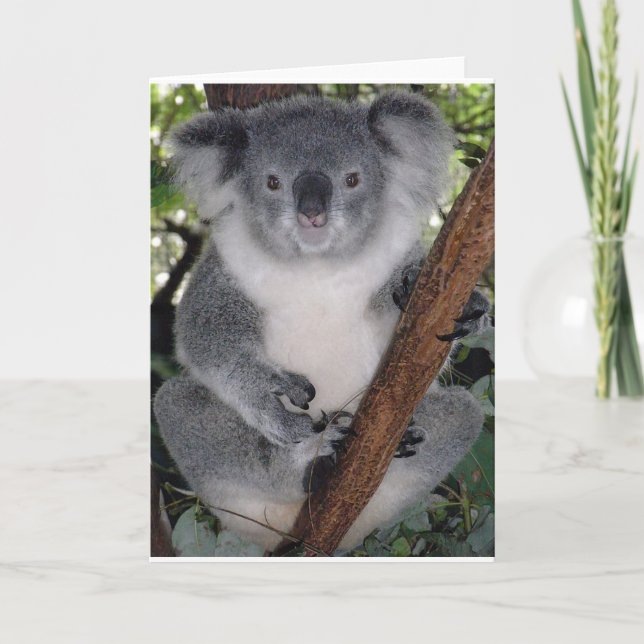 Koala Bears Karte (Vorderseite)