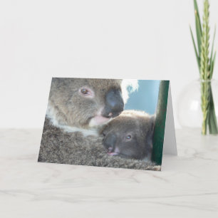 Koala Bears Karte
