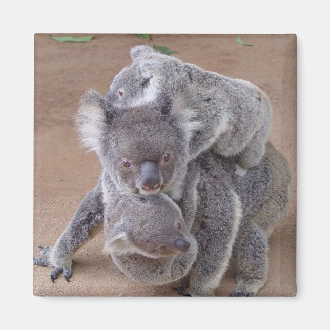 Koala Bears Magnet (Vorne)