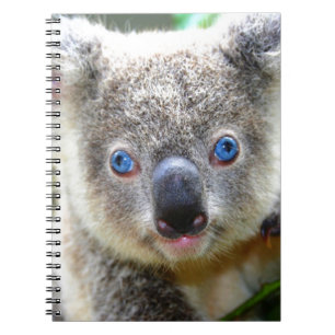 Koala Bears Notizblock