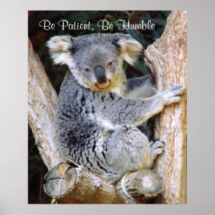 Koala Bears_Poster Poster