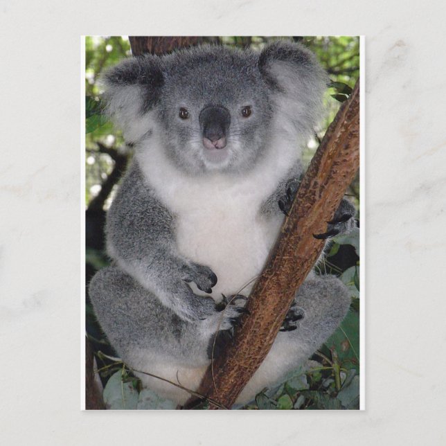 Koala Bears Postkarte (Vorderseite)